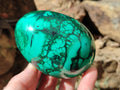 Polished Rare Extra Large Flower Banded Malachite Eggs  - Sold Per Item - From Congo - Toprock Gemstones and Minerals 