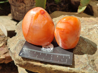 Polished Carnelian Standing Free Forms x 6 From Madagascar - Toprock Gemstones and Minerals 