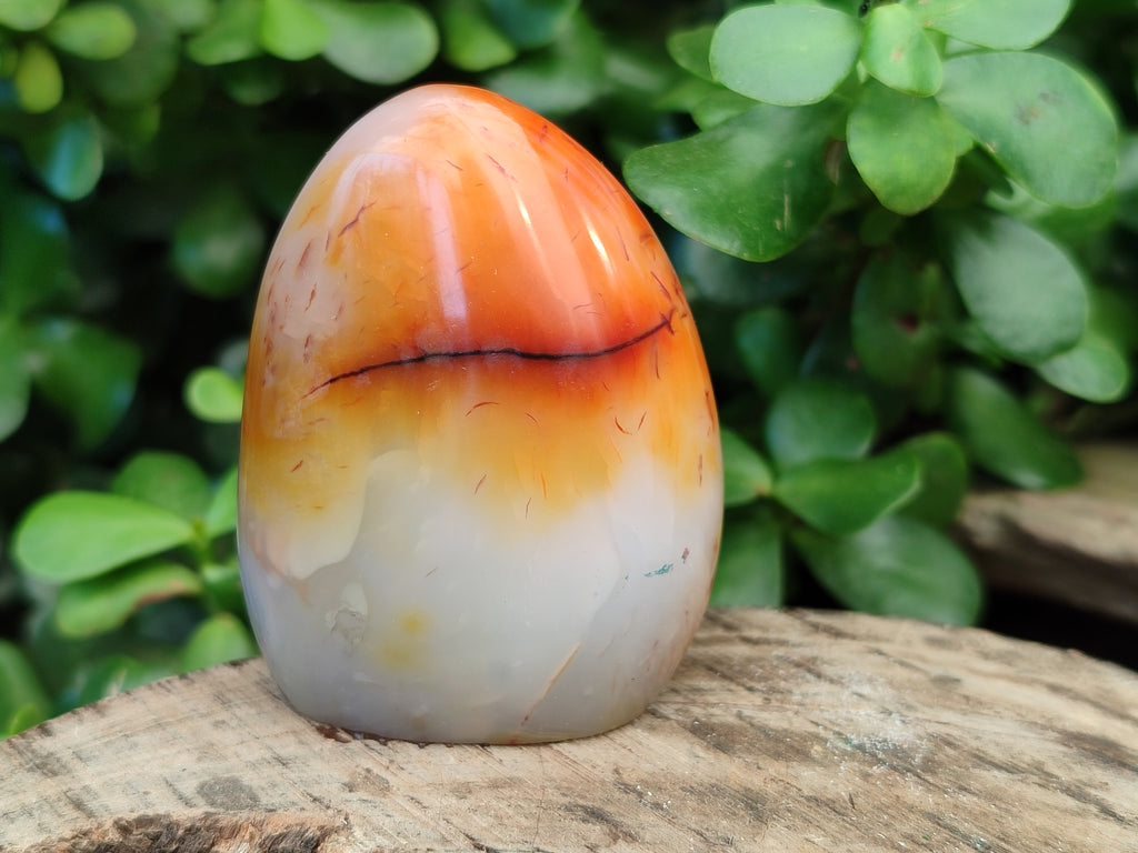 Polished Carnelian Standing Free Forms x 6 From Madagascar - Toprock Gemstones and Minerals 