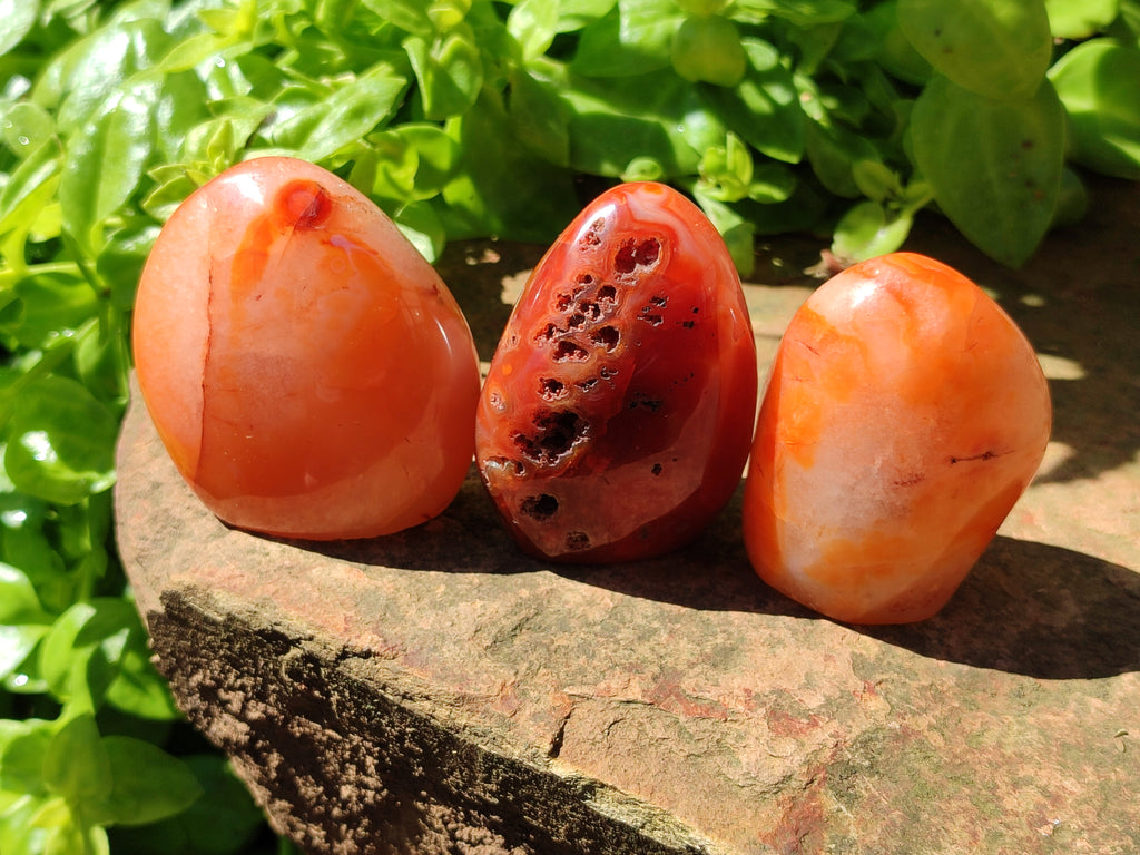 Polished Carnelian Standing Free Forms x 6 From Madagascar - Toprock Gemstones and Minerals 