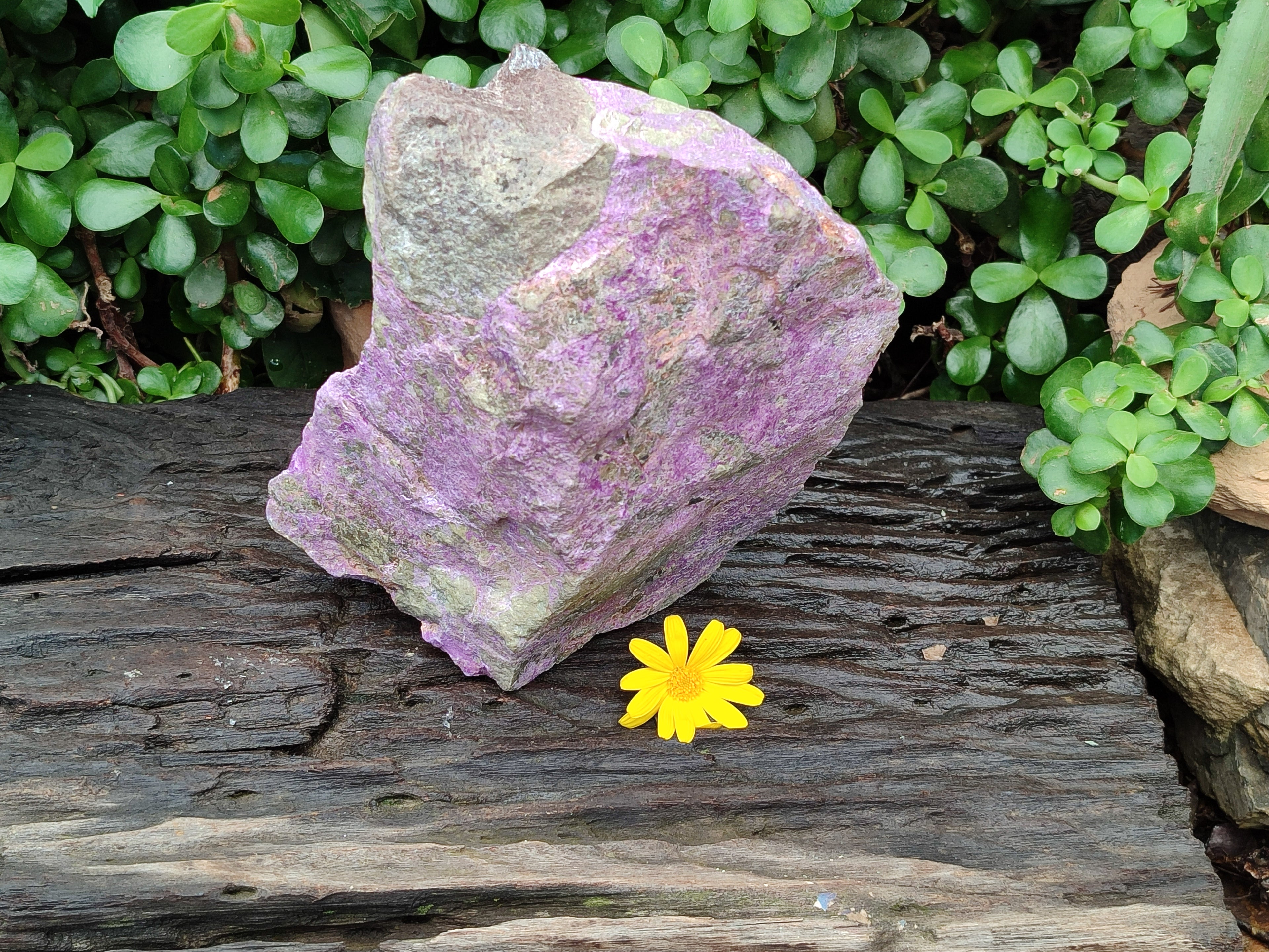 Natural Stichtite Specimen x 1 From Barberton, South Africa - Toprock Gemstones and Minerals 
