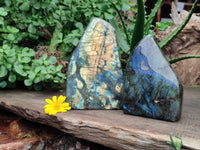 Polished Labradorite Standing Free Forms x 2 From Madagascar - Toprock Gemstones and Minerals 
