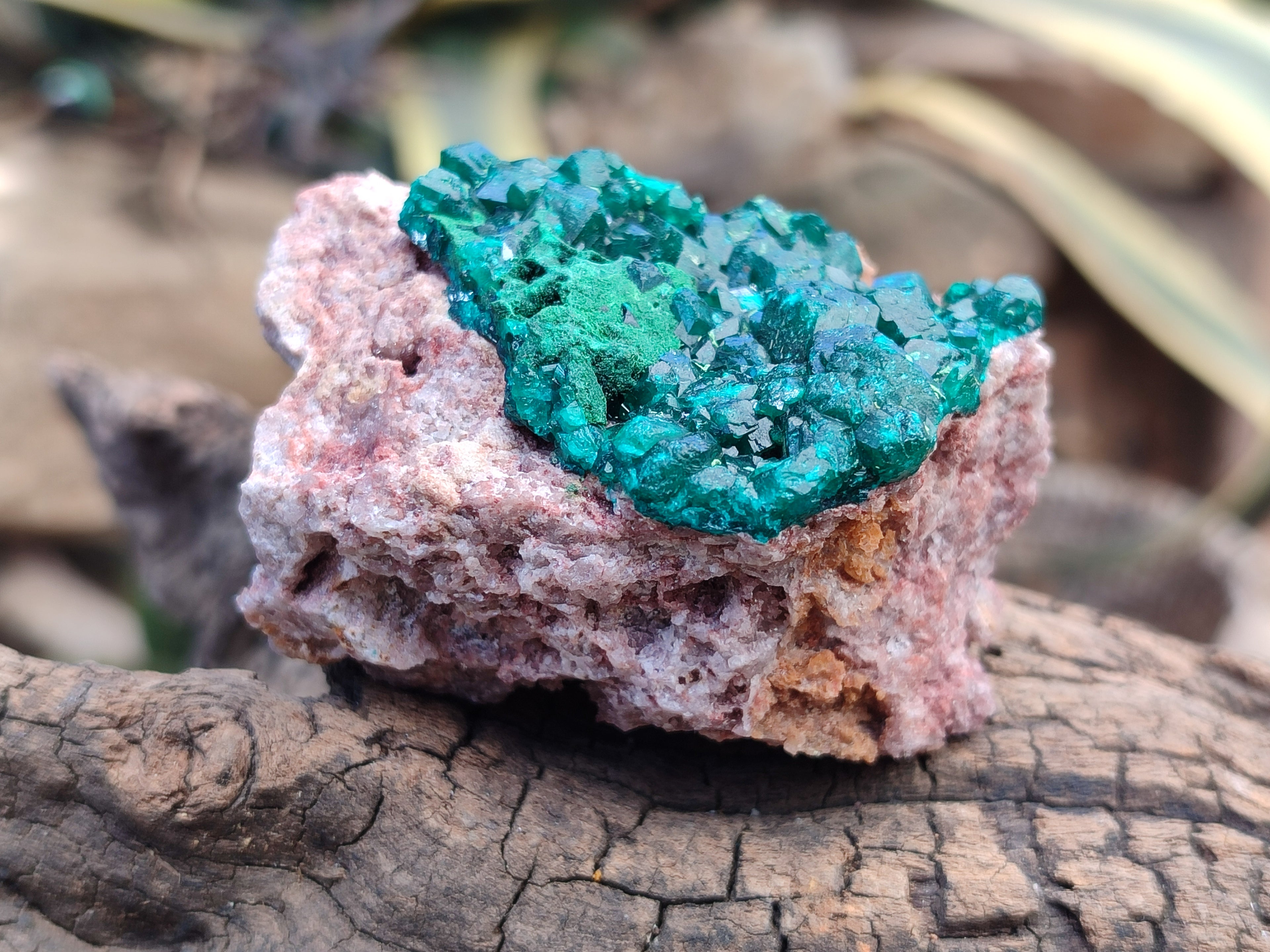 Natural Dioptase On Dolomite Specimens x 4 From Likasi, Congo - Toprock Gemstones and Minerals 