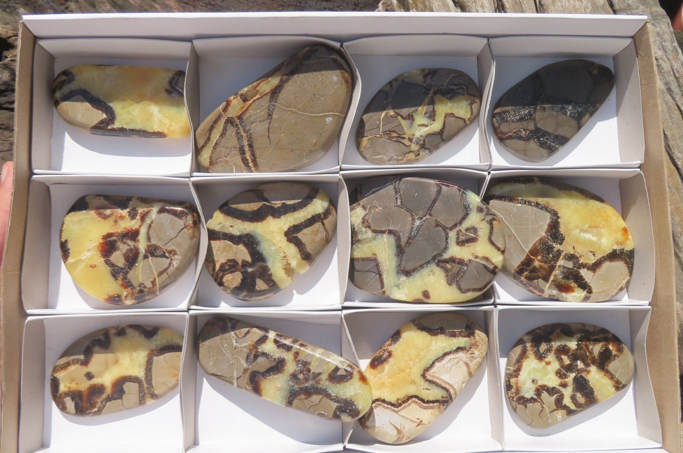 Polished Septerye Slices x 12 From Madagascar - Toprock Gemstones and Minerals 