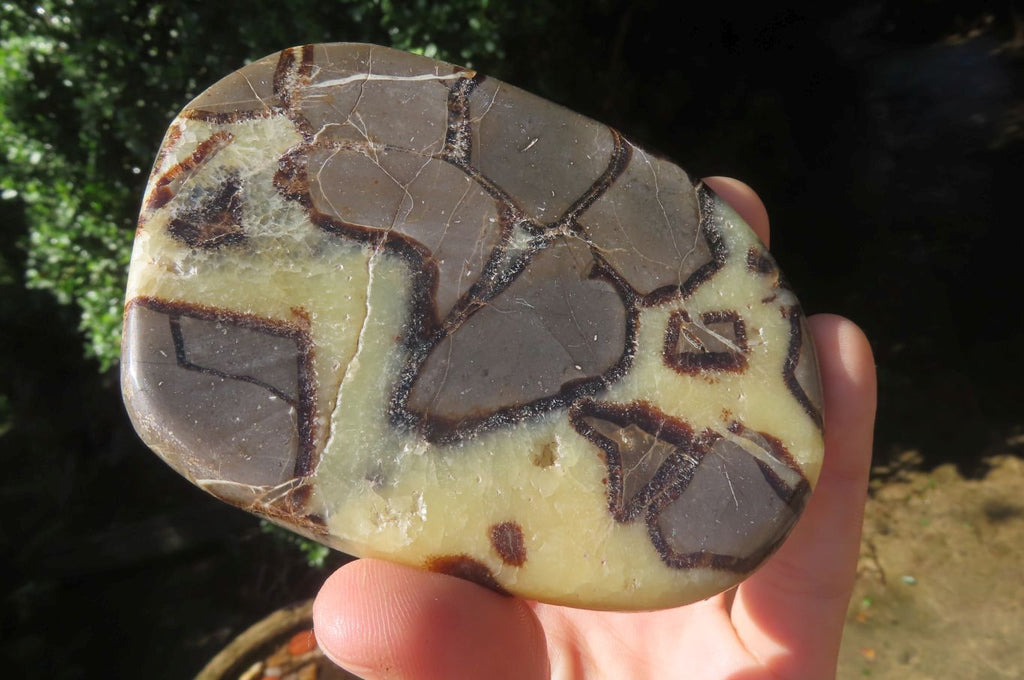 Polished Septerye Slices x 12 From Madagascar - Toprock Gemstones and Minerals 