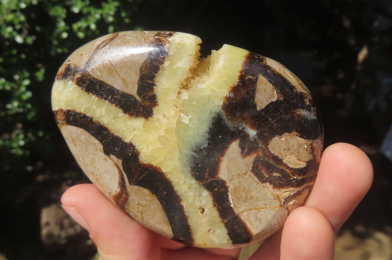 Polished Septerye Slices x 12 From Madagascar - Toprock Gemstones and Minerals 
