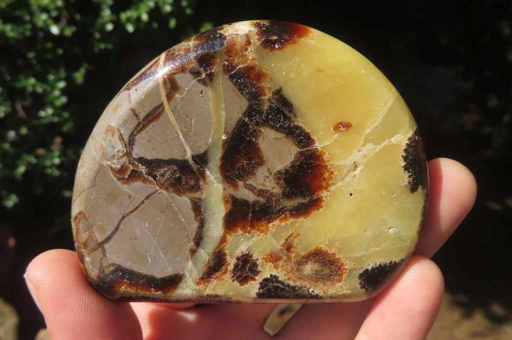 Polished Septerye Slices x 12 From Madagascar - Toprock Gemstones and Minerals 