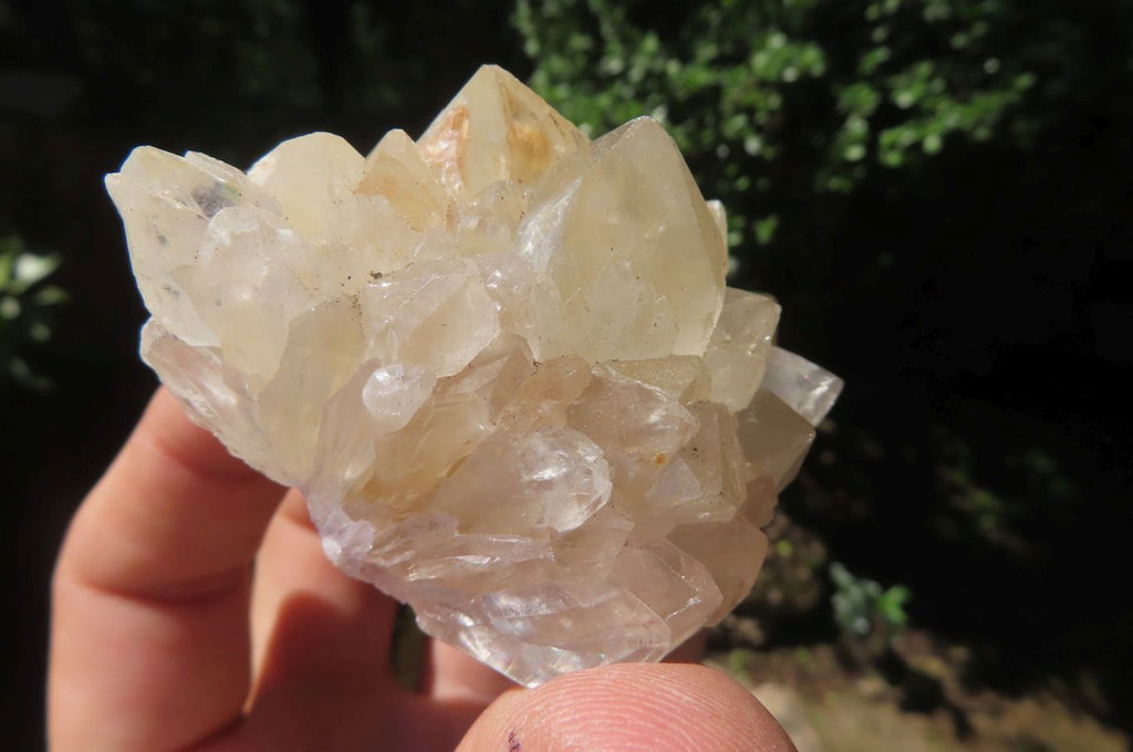 Natural Spirit Quartz Clusters x 24 From Boekenhouthoek, South Africa - Toprock Gemstones and Minerals 