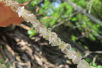 Polished Golden Rutile Quartz Tumble Chip Beaded Necklace - Sold Per Item - From Brazil - Toprock Gemstones and Minerals 