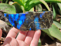 Polished On One Side Labradorite x 6 From Tulear, Madagascar - Toprock Gemstones and Minerals 