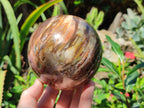 Polished Podocarpus Petrified Wood Spheres x 2 From Mahajanga, Madagascar - Toprock Gemstones and Minerals 