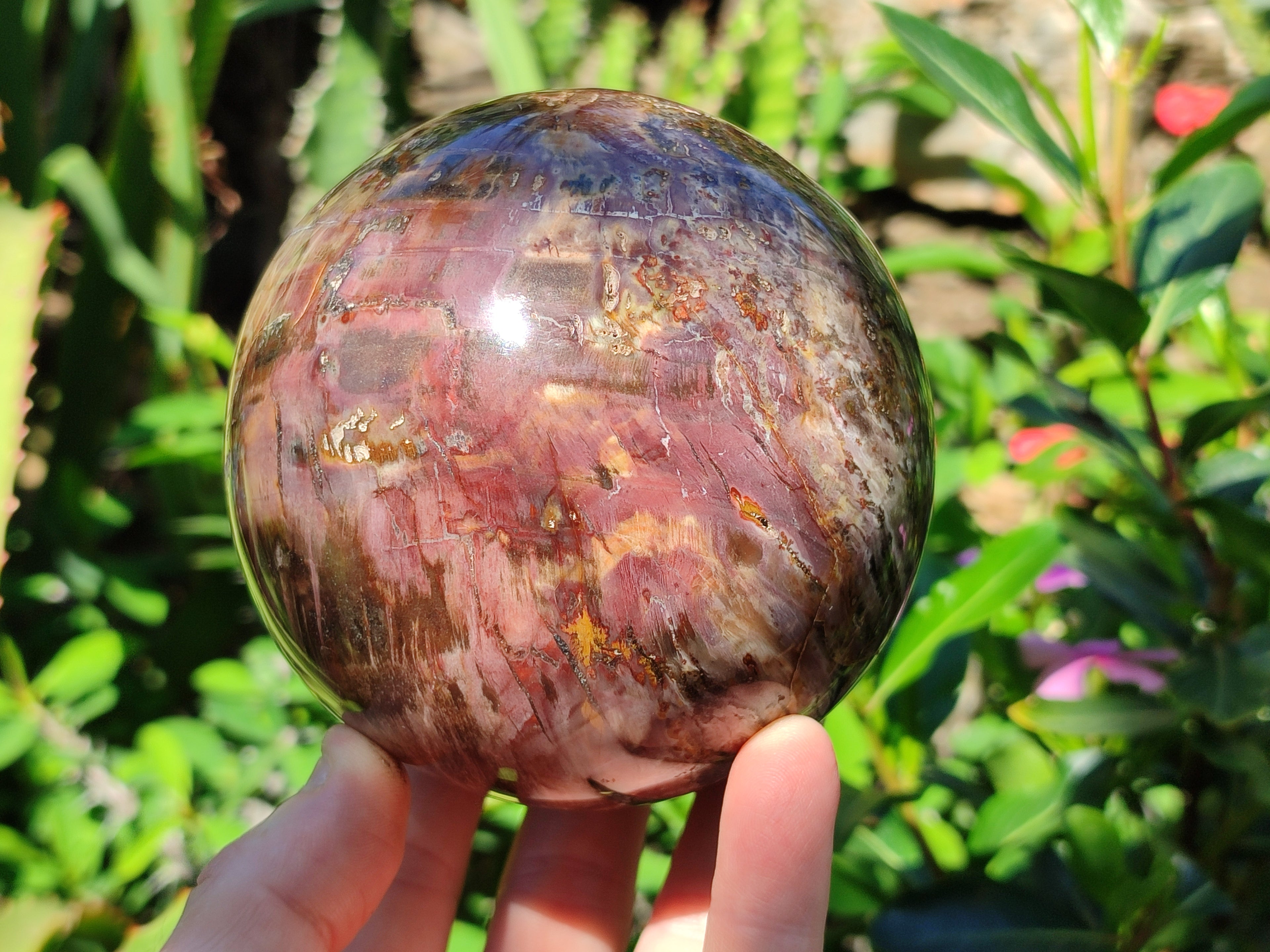 Polished Podocarpus Petrified Wood Spheres x 2 From Mahajanga, Madagascar - Toprock Gemstones and Minerals 