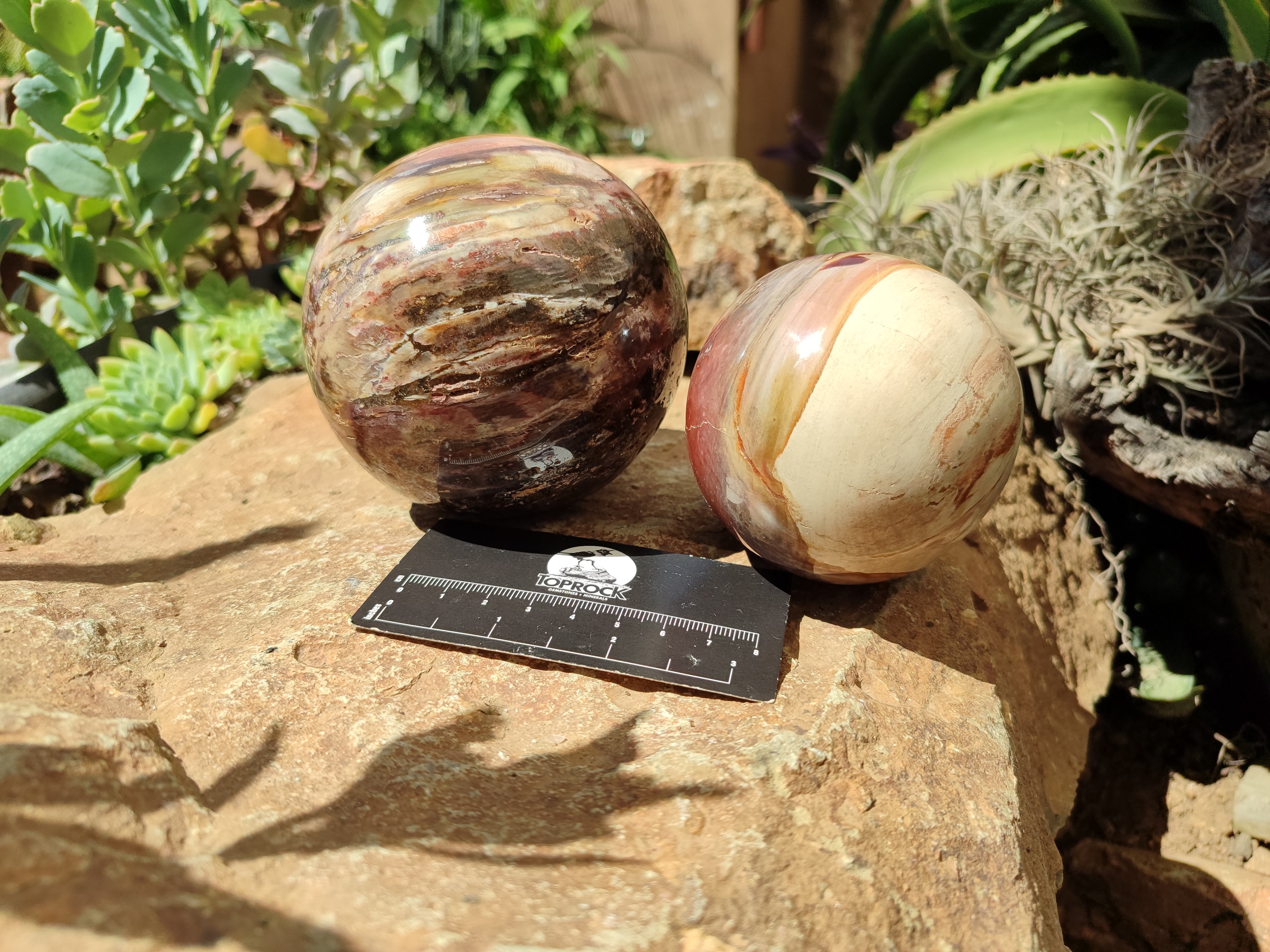 Polished Podocarpus Petrified Wood Spheres x 2 From Mahajanga, Madagascar - Toprock Gemstones and Minerals 