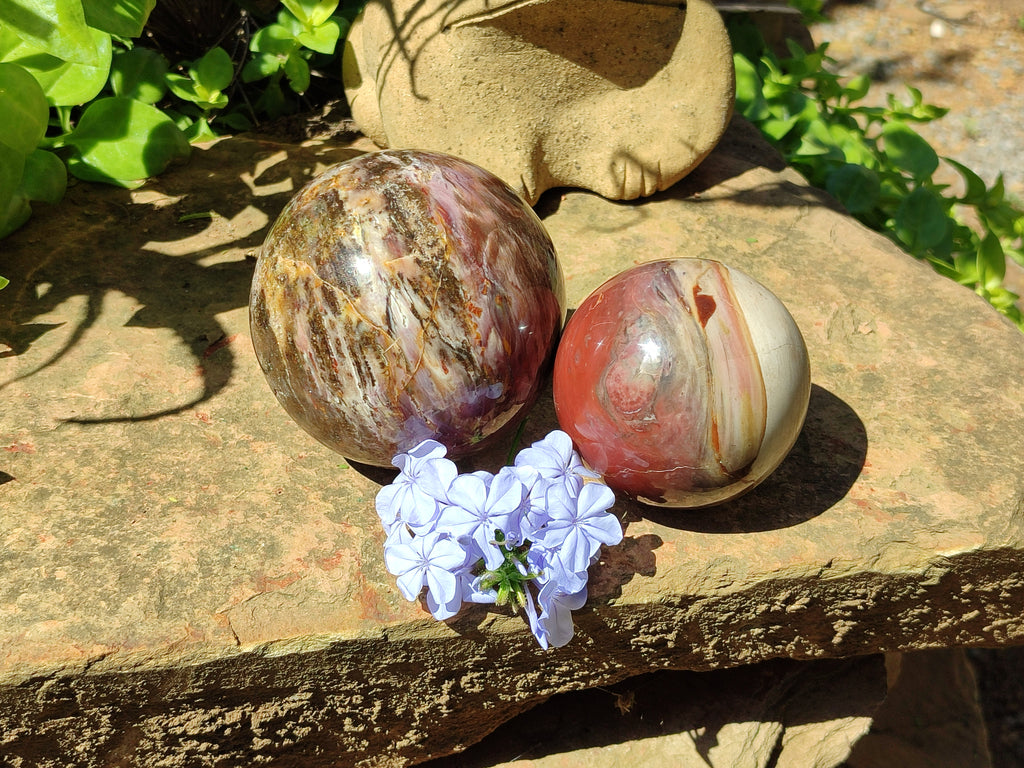 Polished Podocarpus Petrified Wood Spheres x 2 From Mahajanga, Madagascar - Toprock Gemstones and Minerals 