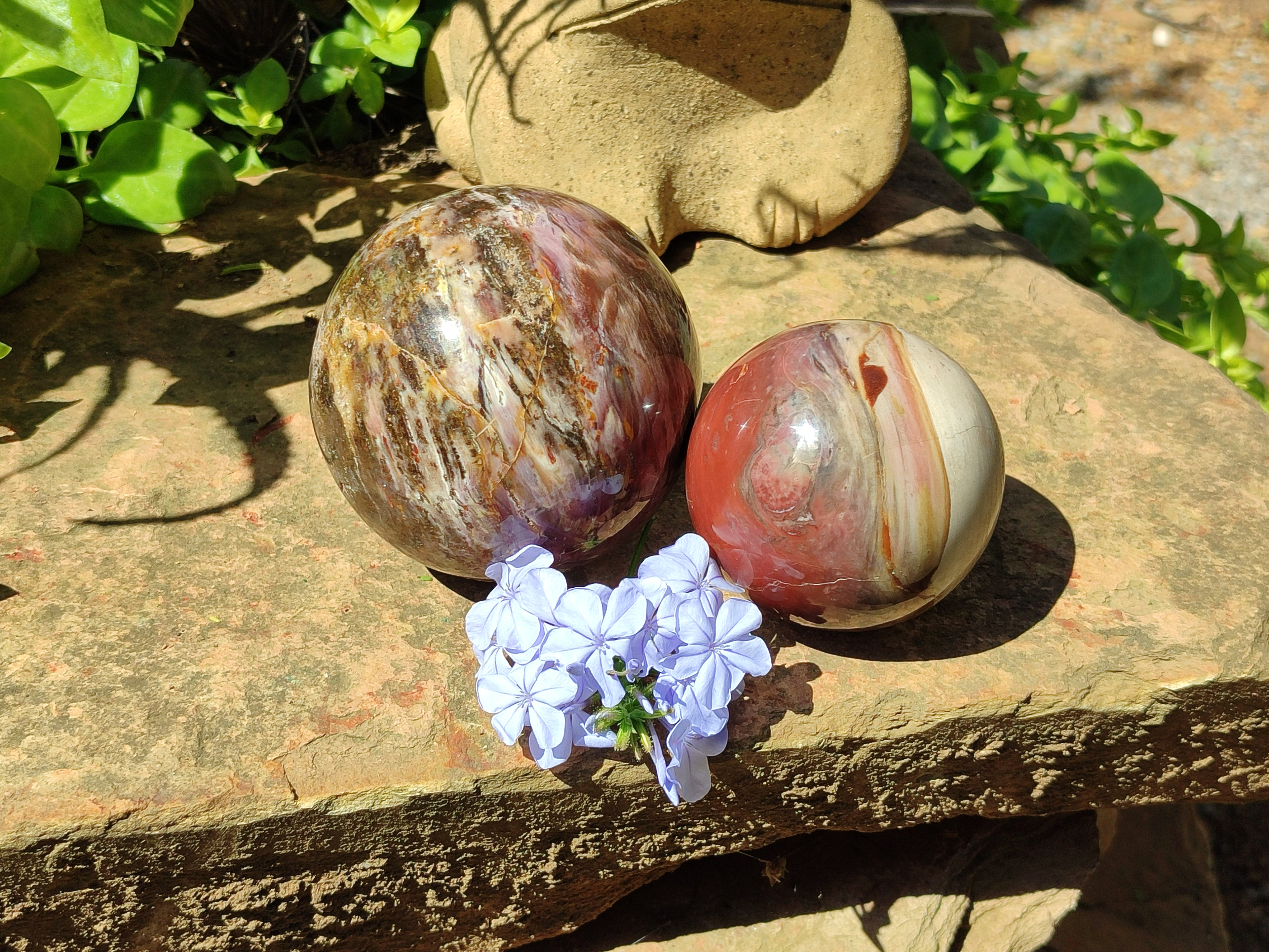 Polished Podocarpus Petrified Wood Spheres x 2 From Mahajanga, Madagascar - Toprock Gemstones and Minerals 