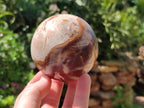 Polished Podocarpus Petrified Wood Spheres x 2 From Mahajanga, Madagascar - Toprock Gemstones and Minerals 