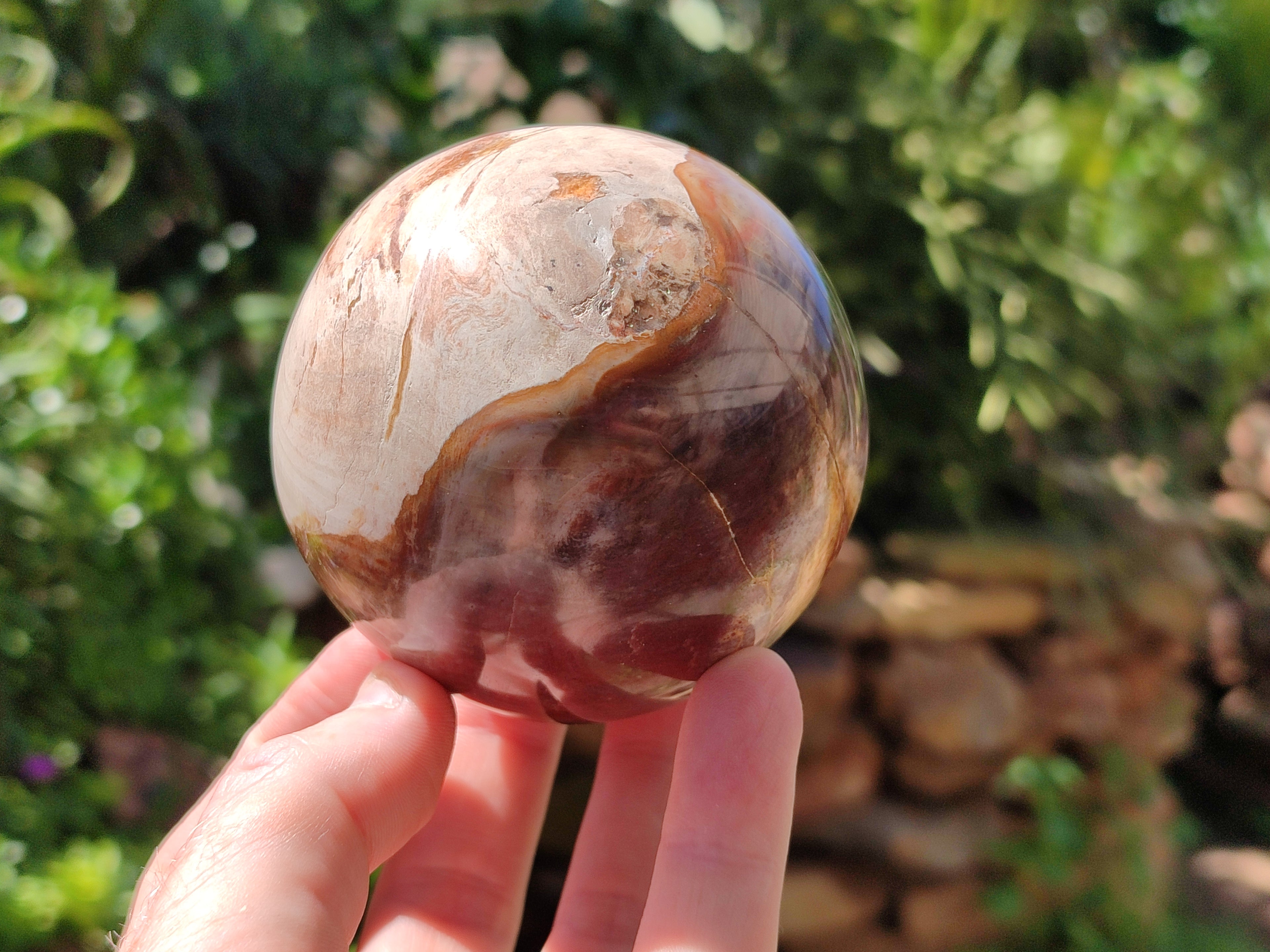 Polished Podocarpus Petrified Wood Spheres x 2 From Mahajanga, Madagascar - Toprock Gemstones and Minerals 