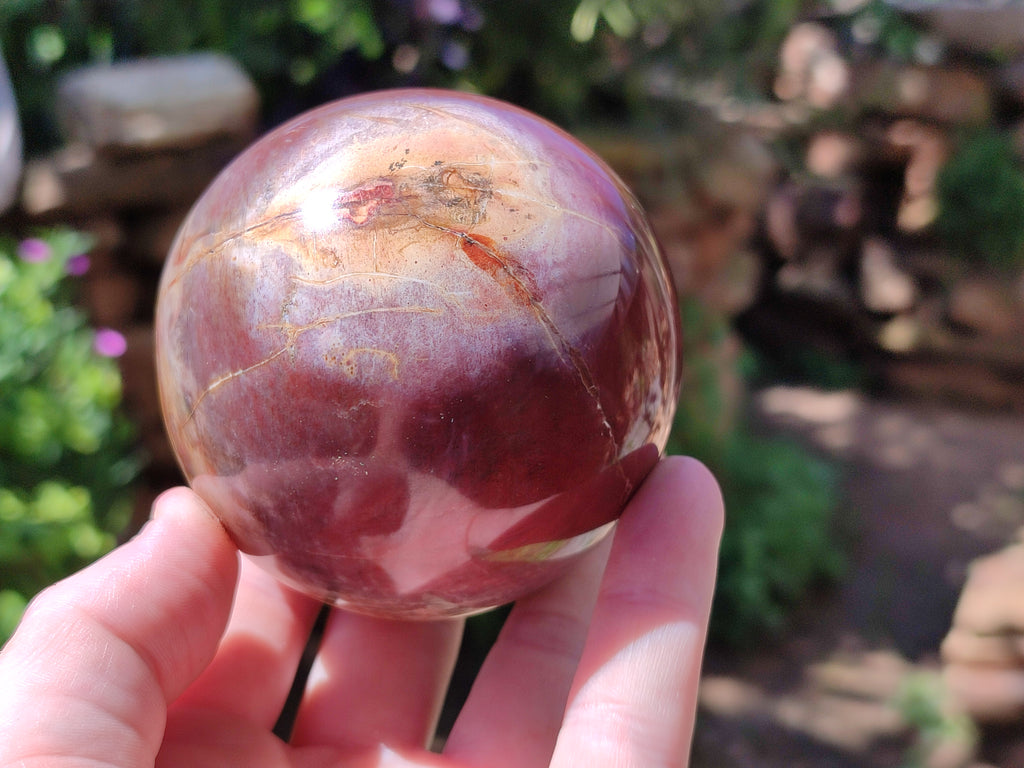 Polished Podocarpus Petrified Wood Spheres x 2 From Mahajanga, Madagascar - Toprock Gemstones and Minerals 