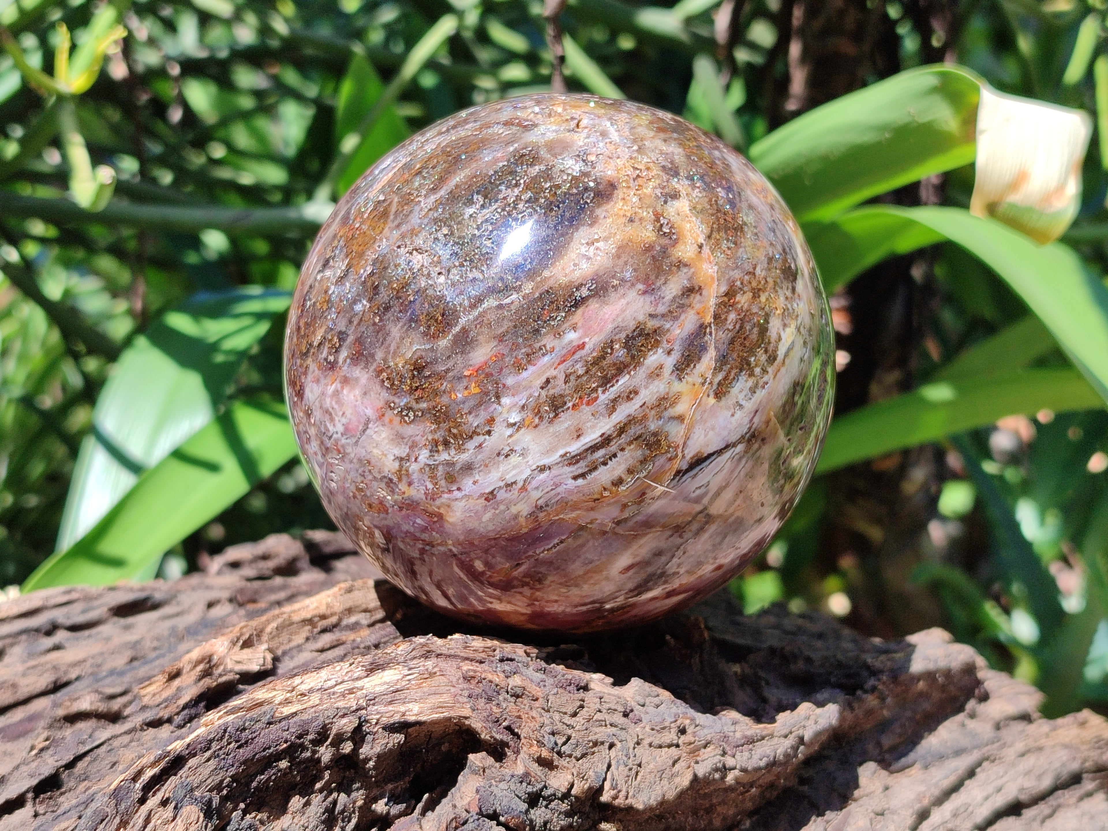Polished Podocarpus Petrified Wood Spheres x 2 From Mahajanga, Madagascar - Toprock Gemstones and Minerals 