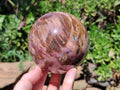Polished Podocarpus Petrified Wood Spheres x 2 From Mahajanga, Madagascar - Toprock Gemstones and Minerals 