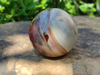 Polished Podocarpus Petrified Wood Spheres x 2 From Mahajanga, Madagascar - Toprock Gemstones and Minerals 