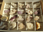 Natural Spirit Quartz Specimens x 20 From Boekenhouthoek, South Africa - Toprock Gemstones and Minerals 