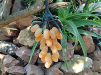 Polished Honey Aragonite Hanging Bunch of Grapes with Green Fuchsite Leaves - sold per item - From Namibia