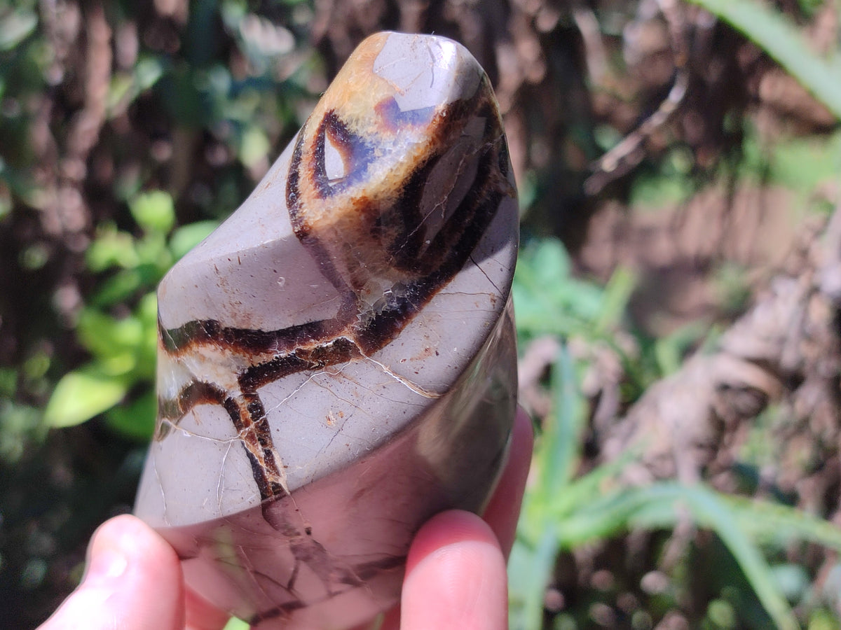 Polished Septerye Flame Sculptures x 6 From Madagascar - Toprock Gemstones and Minerals 