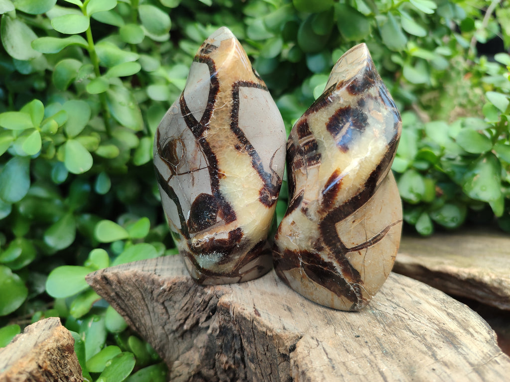 Polished Septerye Flame Sculptures x 6 From Madagascar - Toprock Gemstones and Minerals 