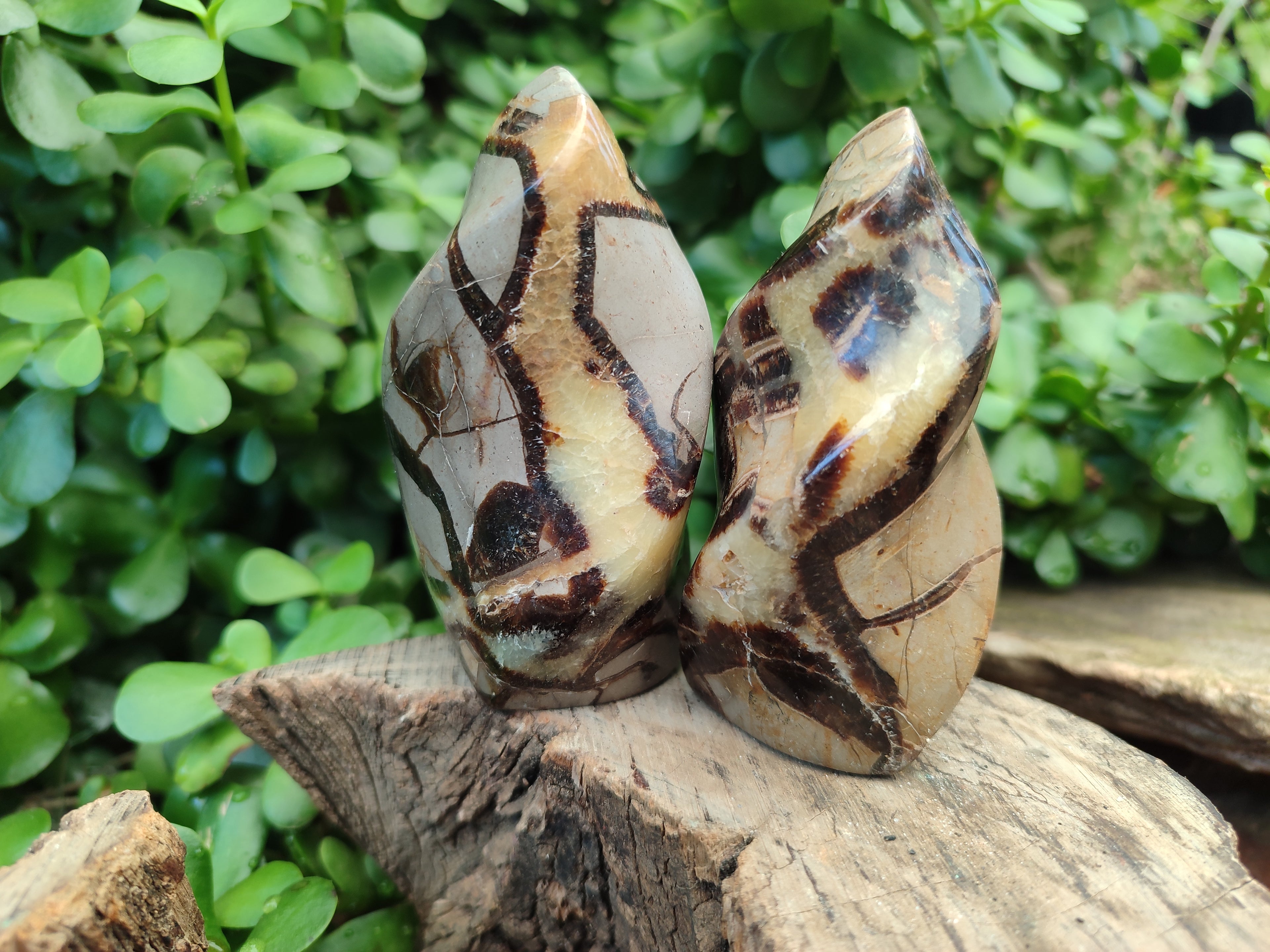 Polished Septerye Flame Sculptures x 6 From Madagascar - Toprock Gemstones and Minerals 