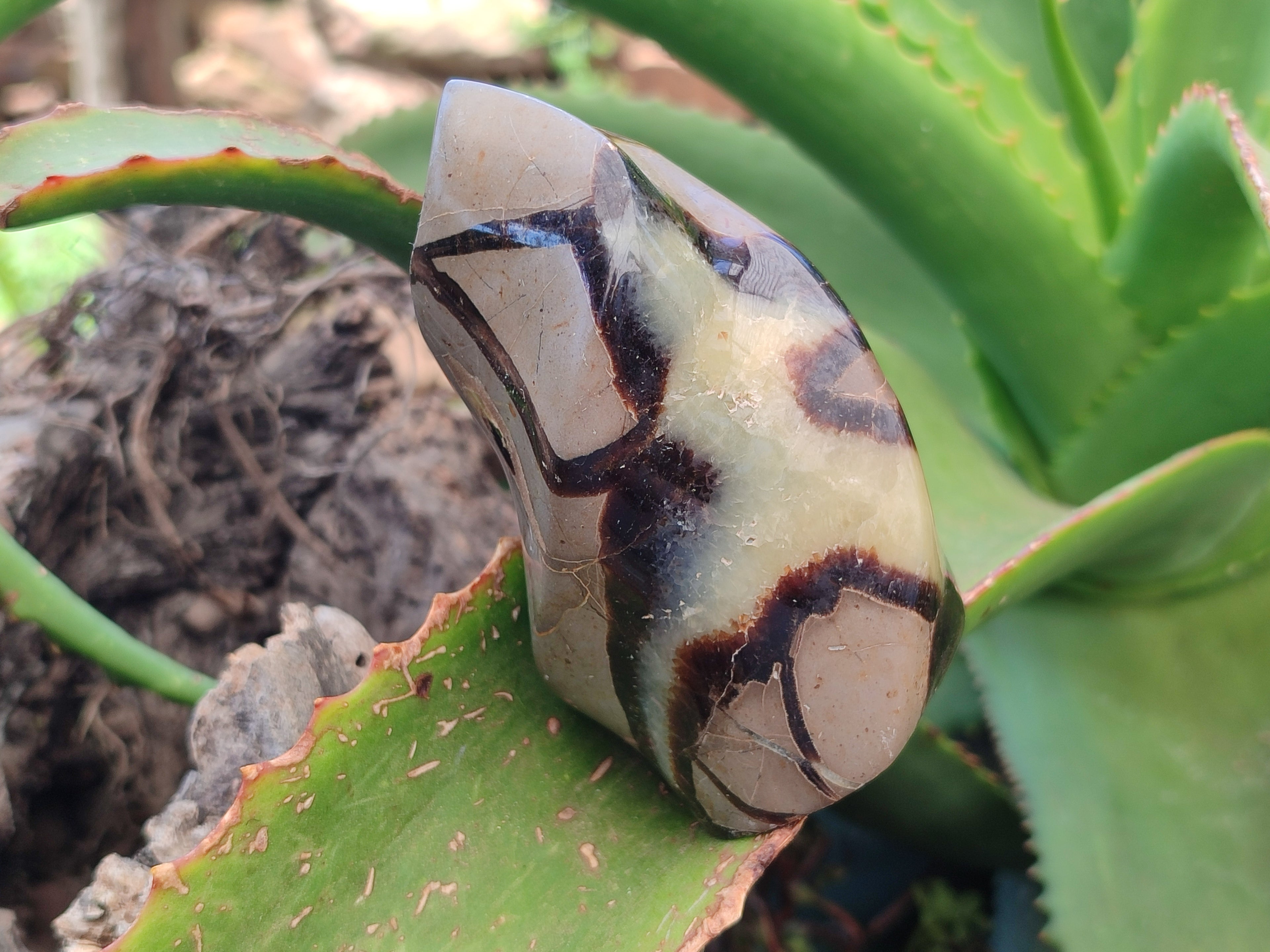 Polished Septerye Flame Sculptures x 6 From Madagascar - Toprock Gemstones and Minerals 