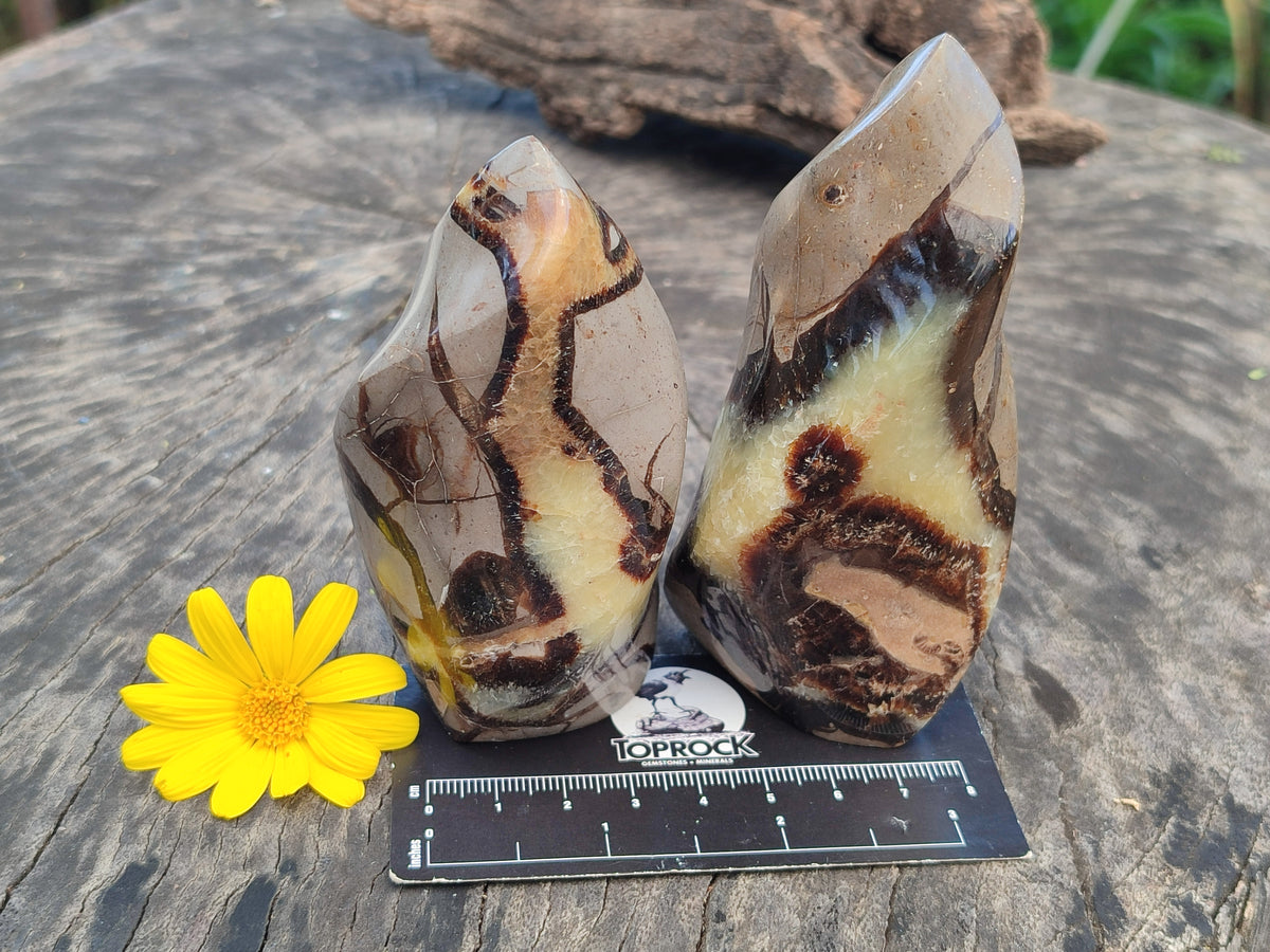 Polished Septerye Flame Sculptures x 6 From Madagascar - Toprock Gemstones and Minerals 