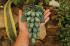 Polished Aventurine Hanging Bunch of Grapes with Green Fuchsite Leaves - sold per item - From Zimbabwe - Toprock Gemstones and Minerals 