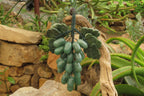 Polished Aventurine Hanging Bunch of Grapes with Green Fuchsite Leaves - sold per item - From Zimbabwe - Toprock Gemstones and Minerals 