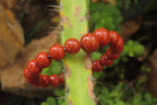 Polished Red Jasper Beaded Clip On Bracelet - Sold Per Item - From South Africa - Toprock Gemstones and Minerals 