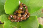 Polished Rainbow Jasper Faceted Bead Necklace - Sold Per Item - From Madagascar - Toprock Gemstones and Minerals 
