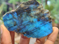 Polished On One Side Labradorite x 12 From Tulear, Madagascar - Toprock Gemstones and Minerals 