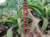 Polished Brecciated Red Jasper Ball Shaped Beaded Necklace - Sold Per Item - From South Africa - Toprock Gemstones and Minerals 