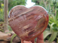 Polished Podocarpus Petrified Wood Hearts x 2 From Mahajanga, Madagascar