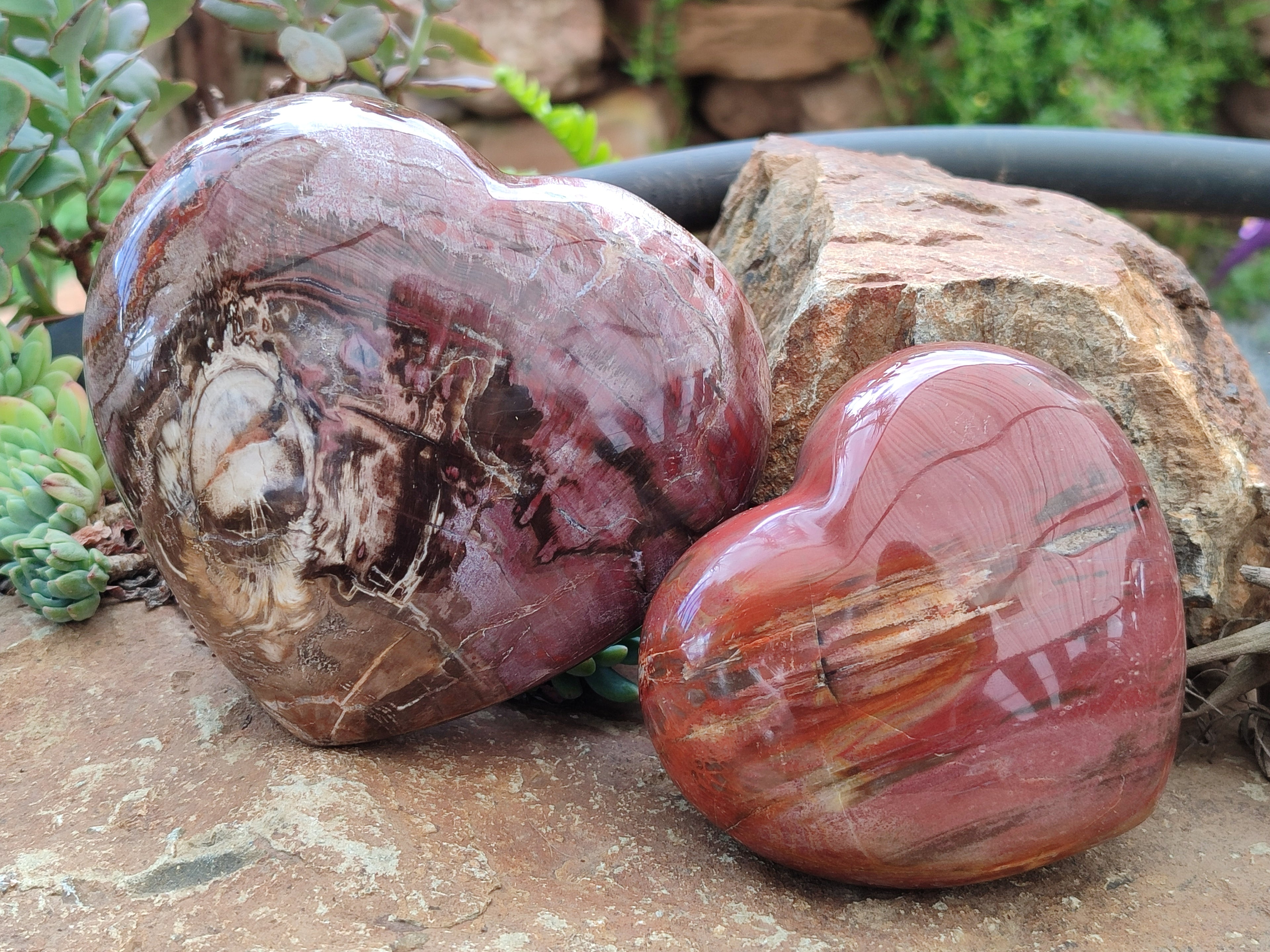 Polished Podocarpus Petrified Wood Hearts x 2 From Mahajanga, Madagascar - Toprock Gemstones and Minerals 