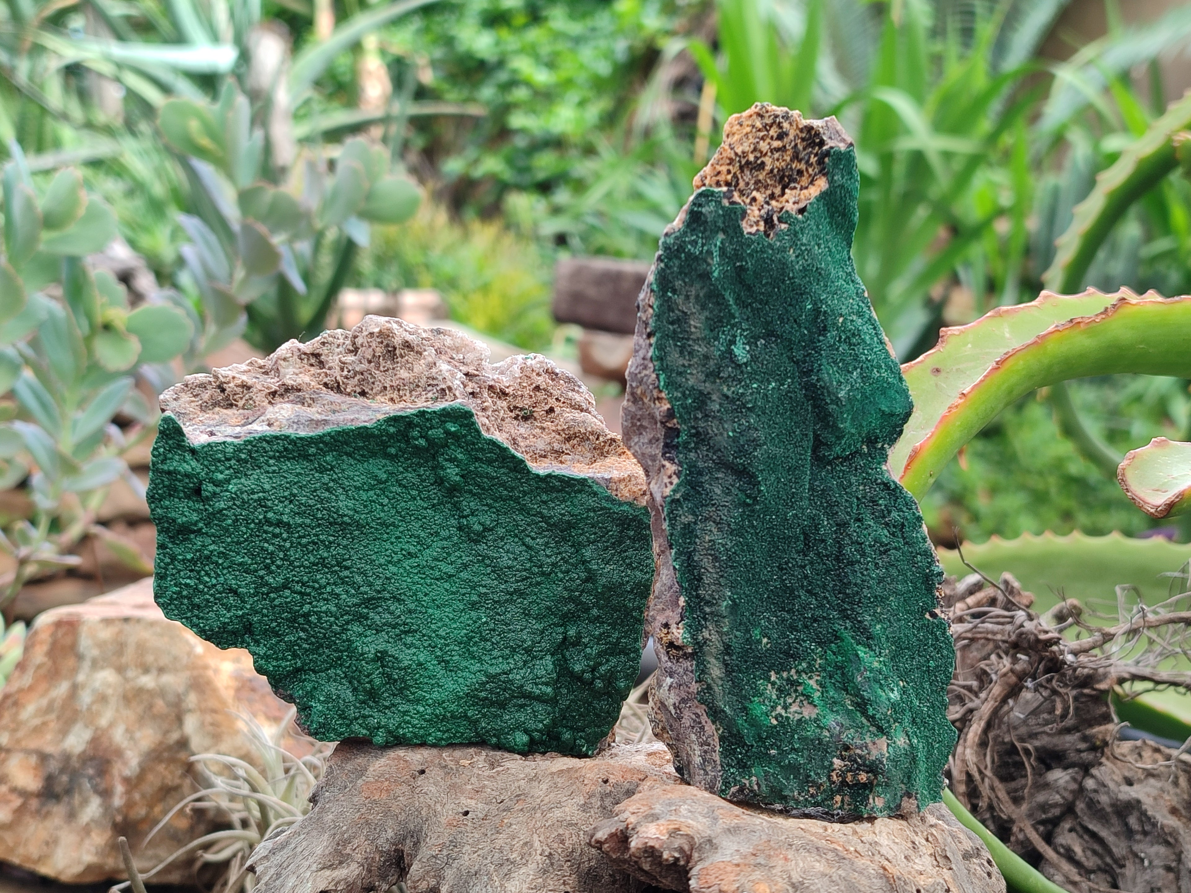 Natural Botryoidal Malachite Specimens x 5 From Congo - Toprock Gemstones and Minerals 