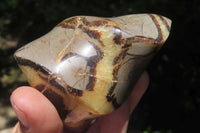Polished Septerye Flame Sculptures x 6 From Madagascar - Toprock Gemstones and Minerals 