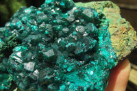 Natural Dioptase Cabinet Specimen x 1 From Congo