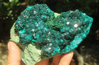 Natural Dioptase Cabinet Specimen x 1 From Congo