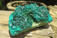 Natural Dioptase Cabinet Specimen x 1 From Congo