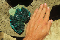Natural Dioptase Cabinet Specimen x 1 From Congo