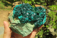 Natural Dioptase Cabinet Specimen x 1 From Congo