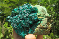 Natural Dioptase Cabinet Specimen x 1 From Congo