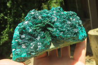 Natural Dioptase Cabinet Specimen x 1 From Congo