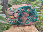Natural Dioptase Cabinet Specimen x 1 From Reneville Brazzaville, Congo - Toprock Gemstones and Minerals 
